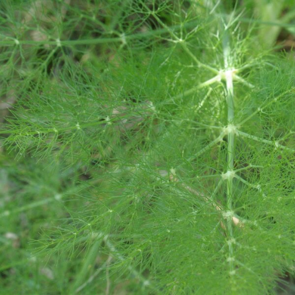 Green Fennel
