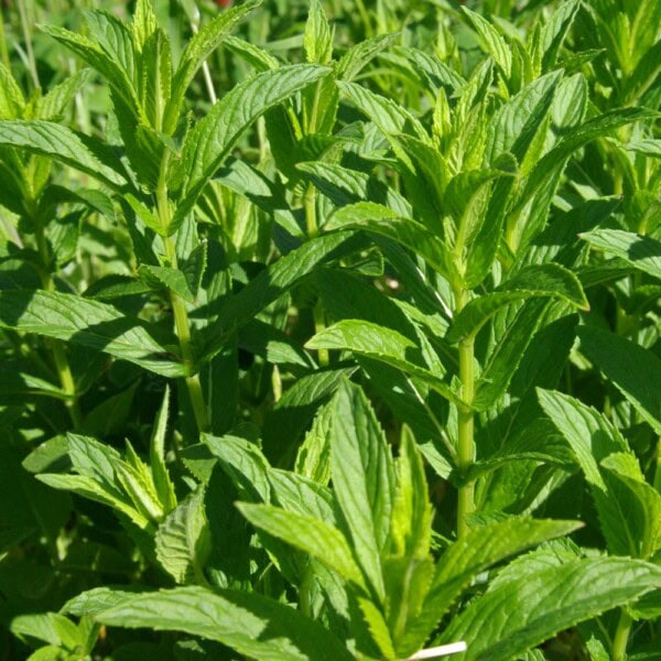 Spearmint Foliage